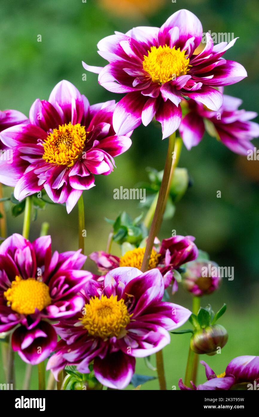 Weiß lila gelbe Blüten in der Mitte Dahlia 'Liquid Desire' Dahlien, Blühen auf Stielen Stockfoto