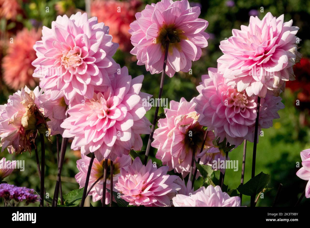 Pink Dahlias Flowers, Dahlia, Flower Heads, Border, Flower Beet, Dahlia „Karma Prospero“ Stockfoto