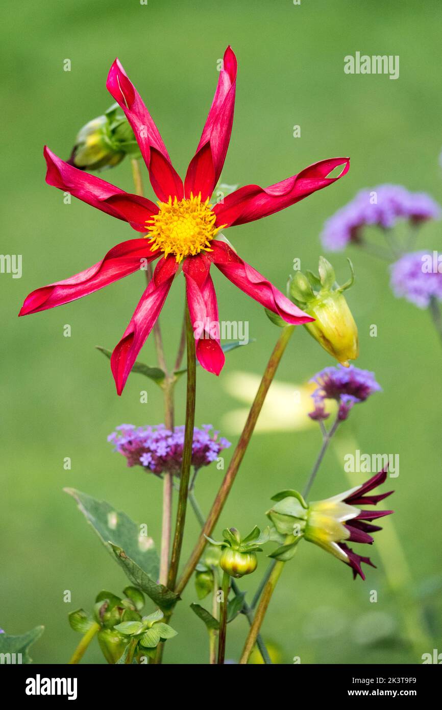 Schöne Blume Dahlia 'Honka Red' blau Verbena Dahlia Blumenportrait grüner Hintergrund rote Blütenblätter mit einem gelben Zentrum der Blume Dahlia Porträt Stockfoto