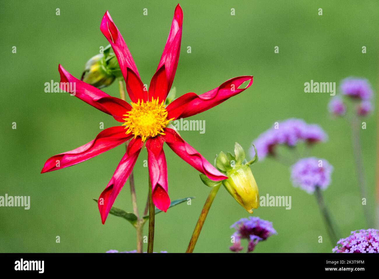 Dahlia Orchideen-blühende Gruppe Red Dahlia 'Honka Red' Dahlia Blumenkopf Grüner Hintergrund Dahlia mehrjährige Blume Stockfoto