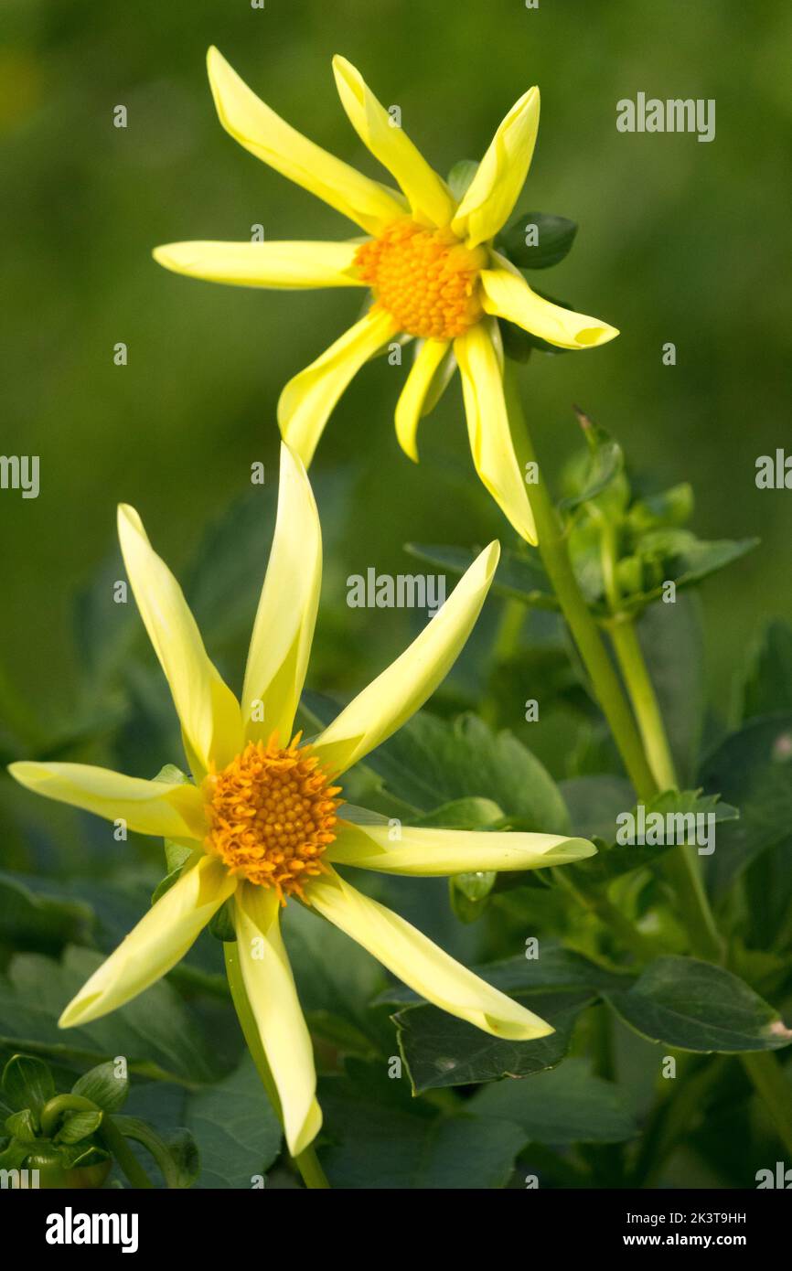 Blooming, Dahlia, Gelbe Blüten, Dahlia 'Honka', Blume Stockfoto