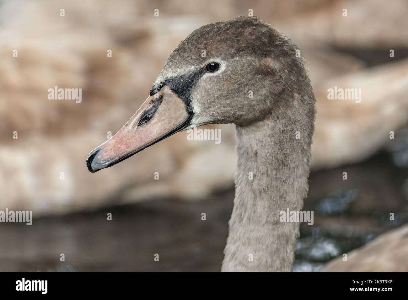 Nahaufnahme eines jungen grauen Stummen Schwans mit rosa Schnabel und nassen Federn. Stockfoto