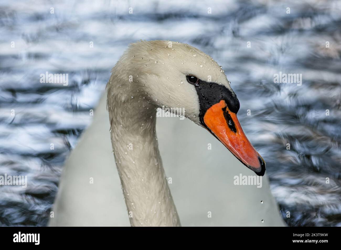 Nahaufnahme eines weißen, stummen Schwans mit einem orangefarbenen Schnabel und nassen Tropfen auf den Federn. Blaues, gewelltes Wasser im Hintergrund. Stockfoto