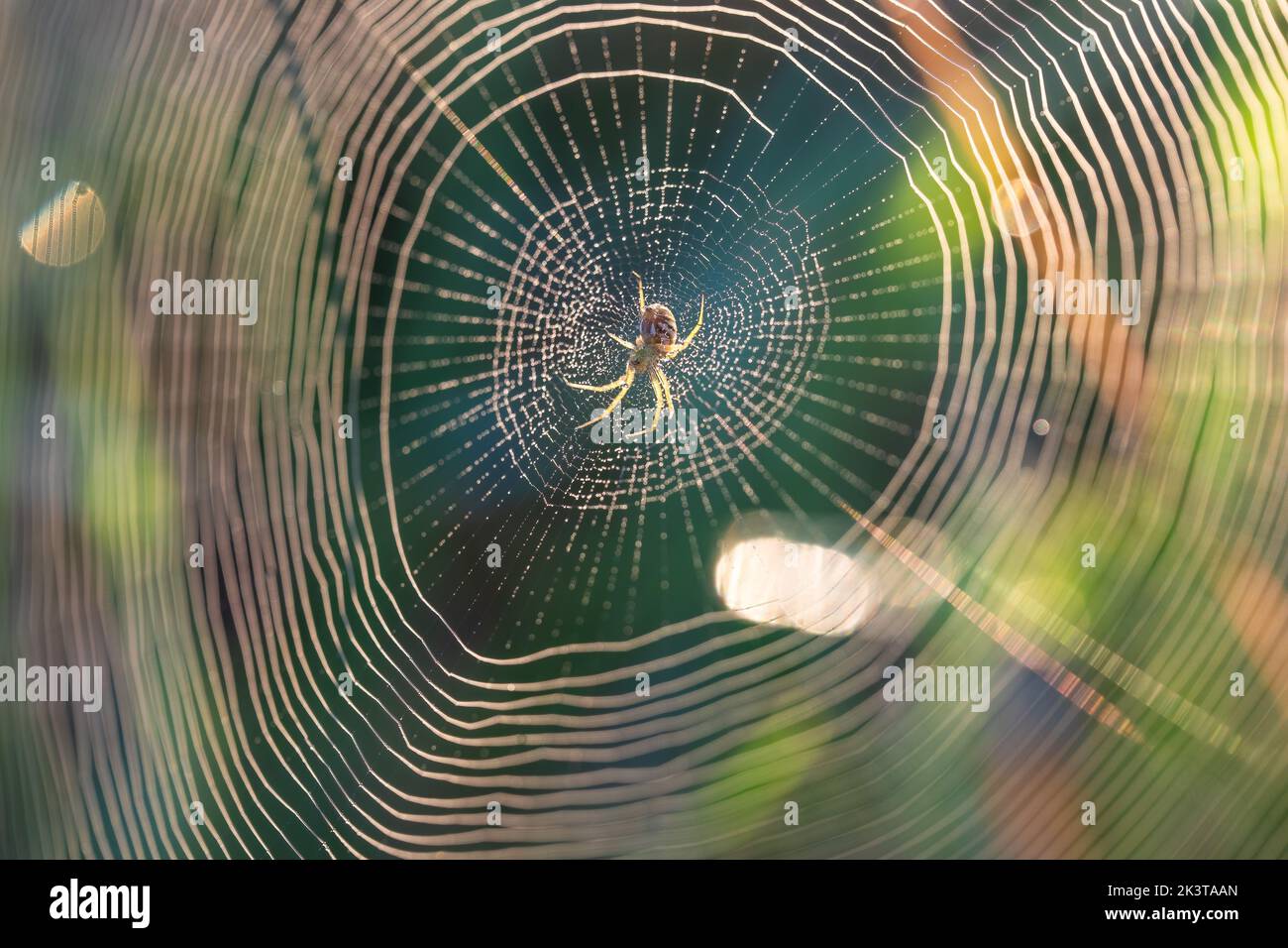 Gefütterte Orbis Weberspinne in der Morgensonne Stockfoto