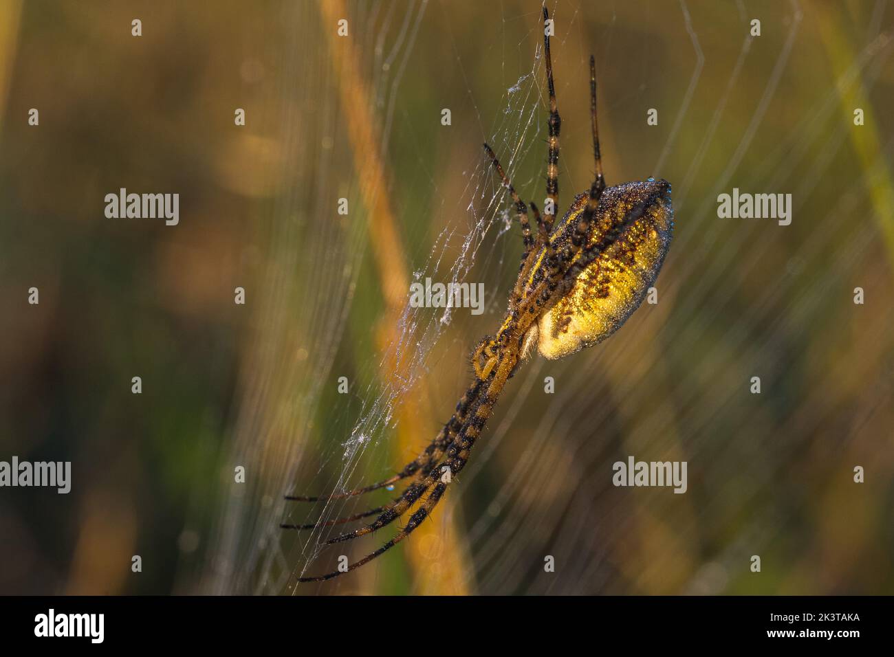Orb Weberspinne im Netz in der Morgensonne Stockfoto