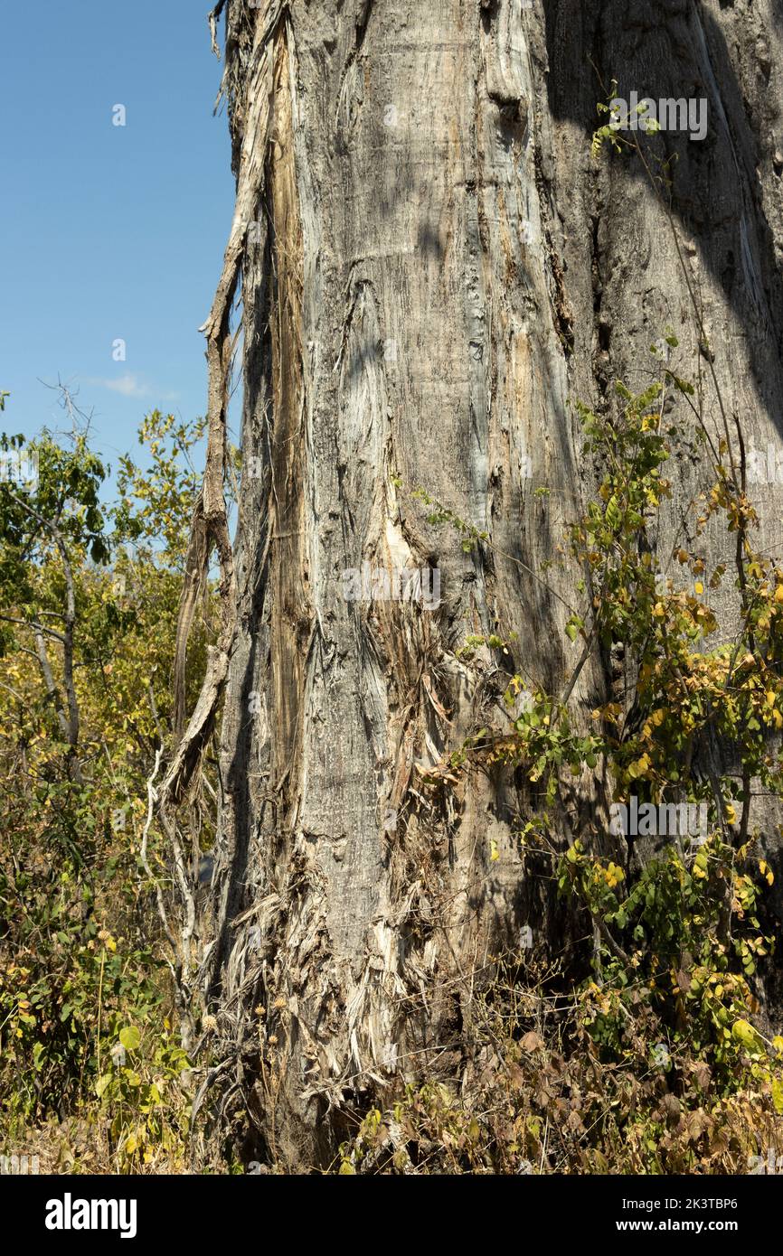 Verwenden Sie die Stoßzähne Elefant dann ihren Rüssel, um Streifen von Rinde des Baumstamms zu reißen. In der heißen Trockenzeit hat der Baobab Feuchtigkeit und Mineralien Stockfoto