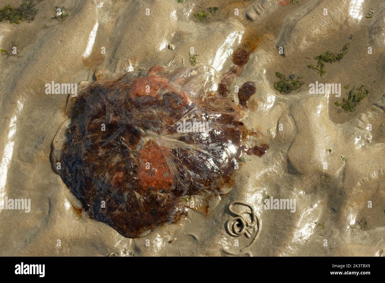 Der rötlich-braune Regenschirm einer Löwenmädchen-Qualle wurde durch die rückläufige Flut am Strand gestrandet. Bewaffnet mit mehr als 65 stechenden Tentakeln Stockfoto