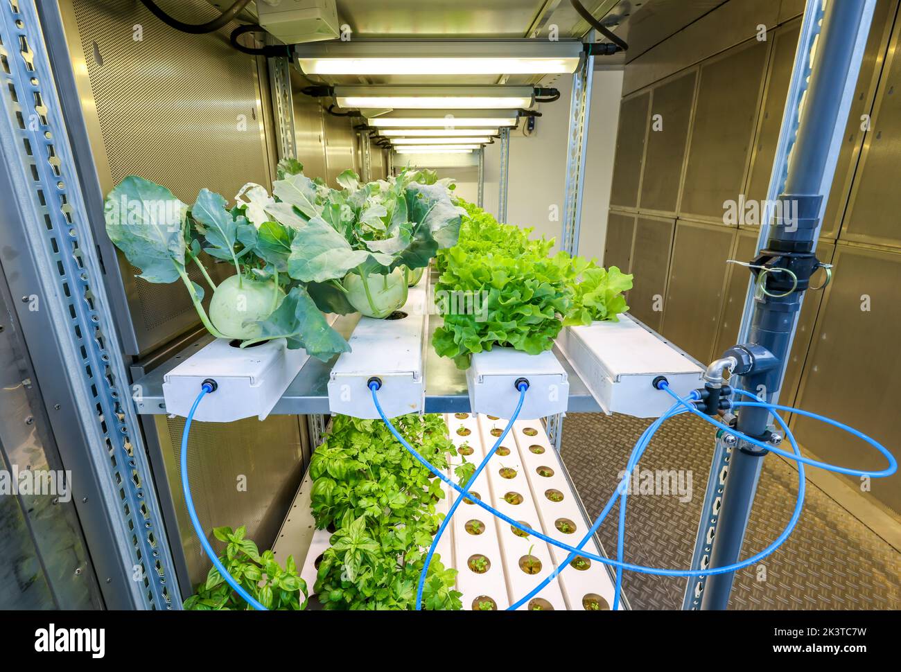 Dinslaken, Nordrhein-Westfalen, Deutschland - Regionaler Gemüseanbau an der Kläranlage. SUSKULT-Demonstrationsanlage, hydroponische Lebensmittelprodukte Stockfoto