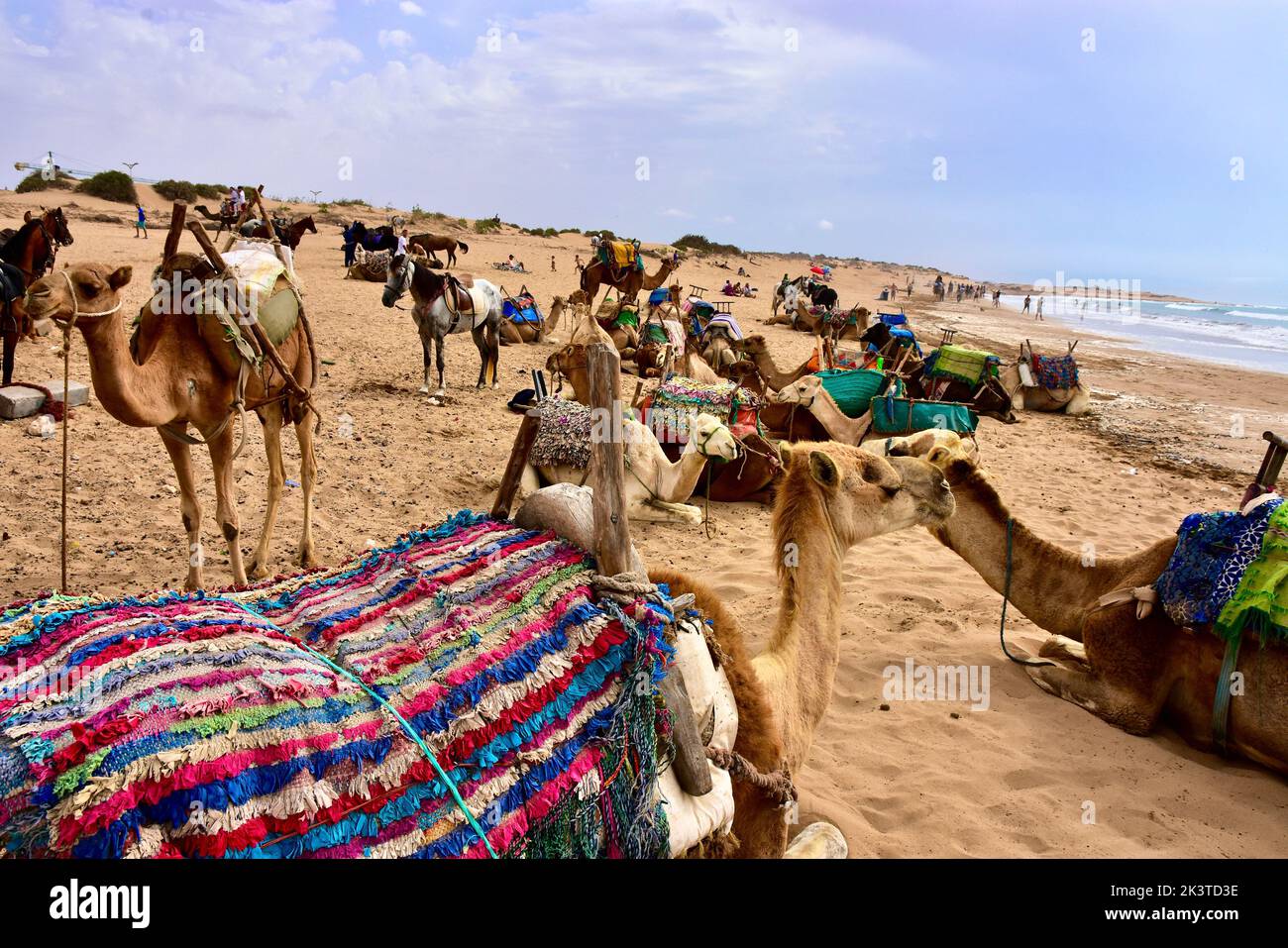 Kamele am See warten auf Touristen, die sie in Essaouira reiten Stockfoto