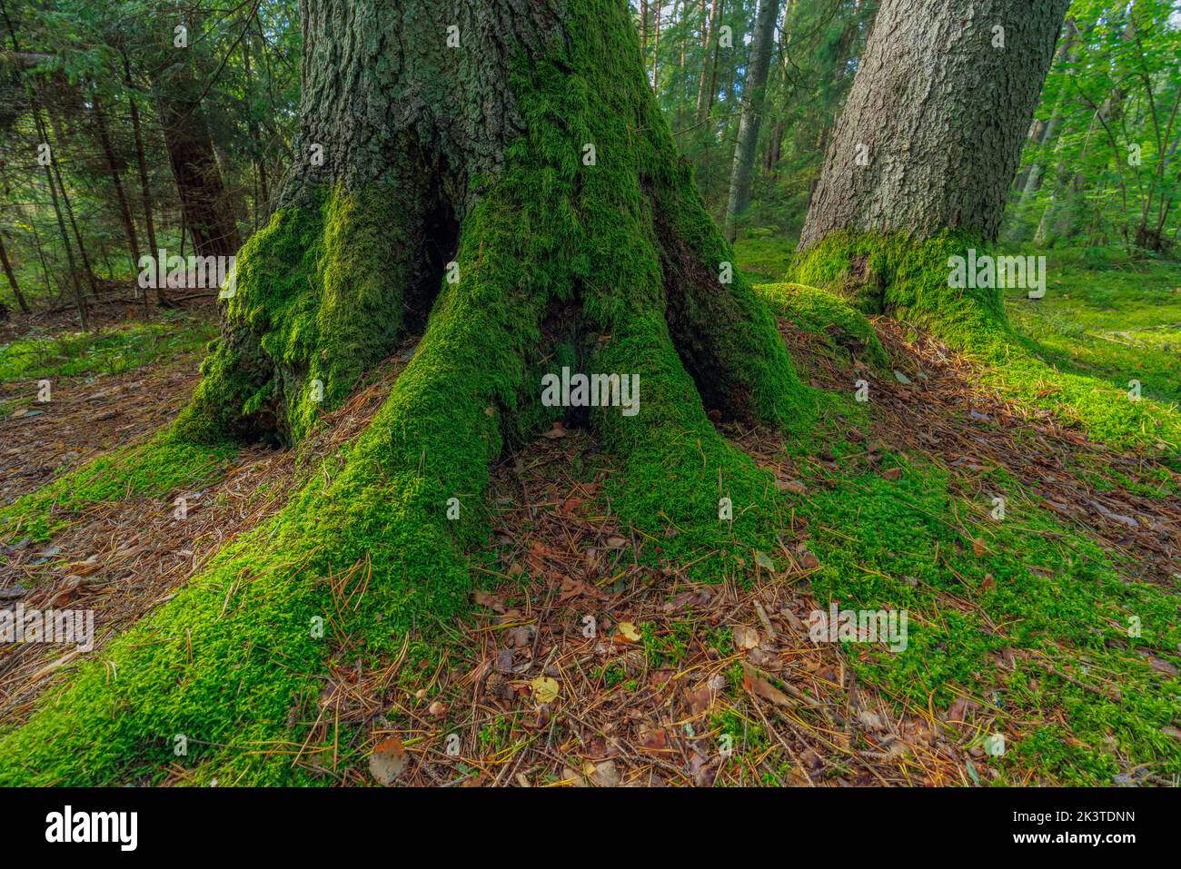 Die grünen Wurzeln eines Baumes im Wald Stockfoto