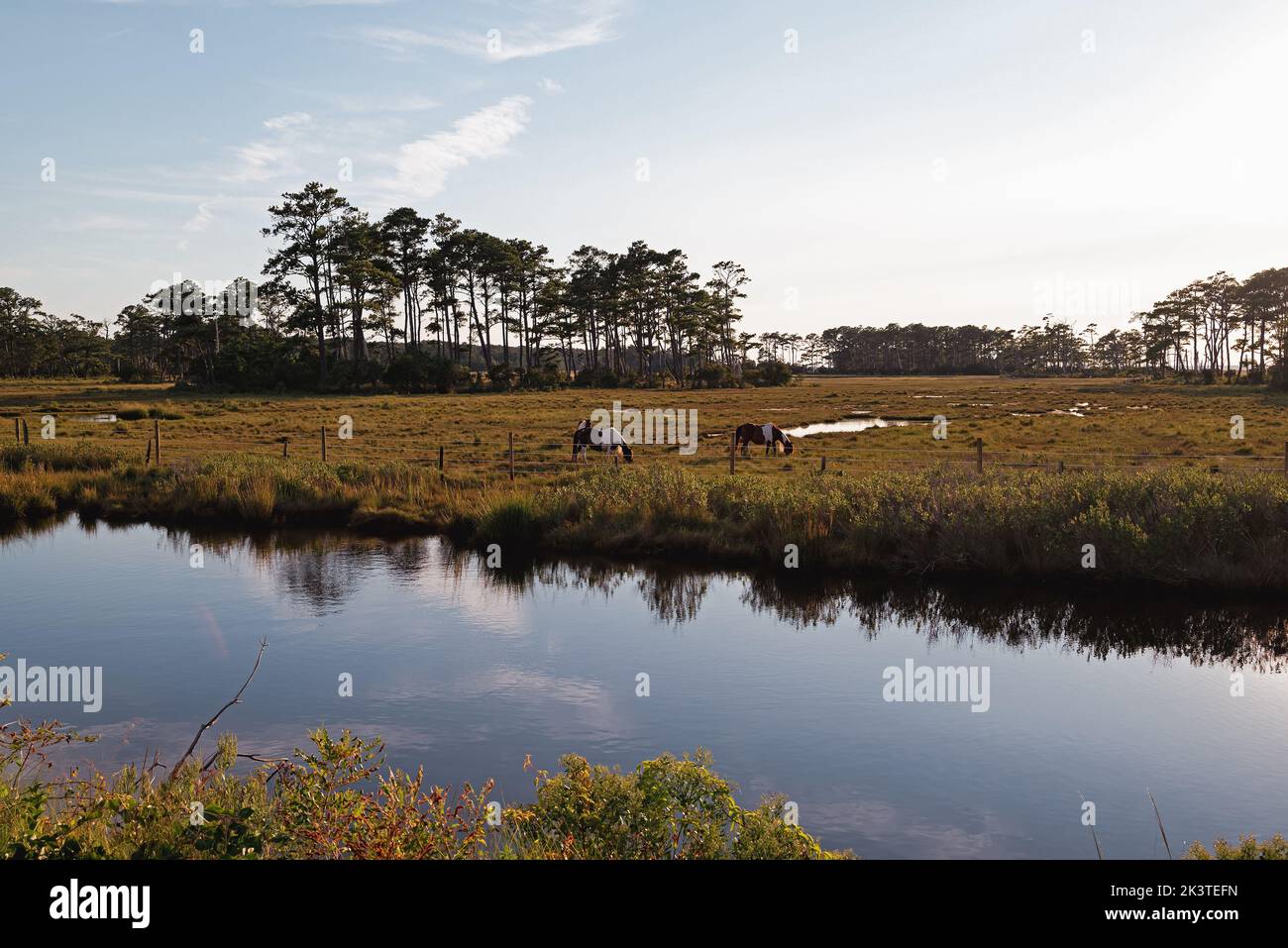 Wilde Ponys in den Sümpfen des Chincoteague National Wildlife Refuge in der späten Nachmittagssonne. Stockfoto