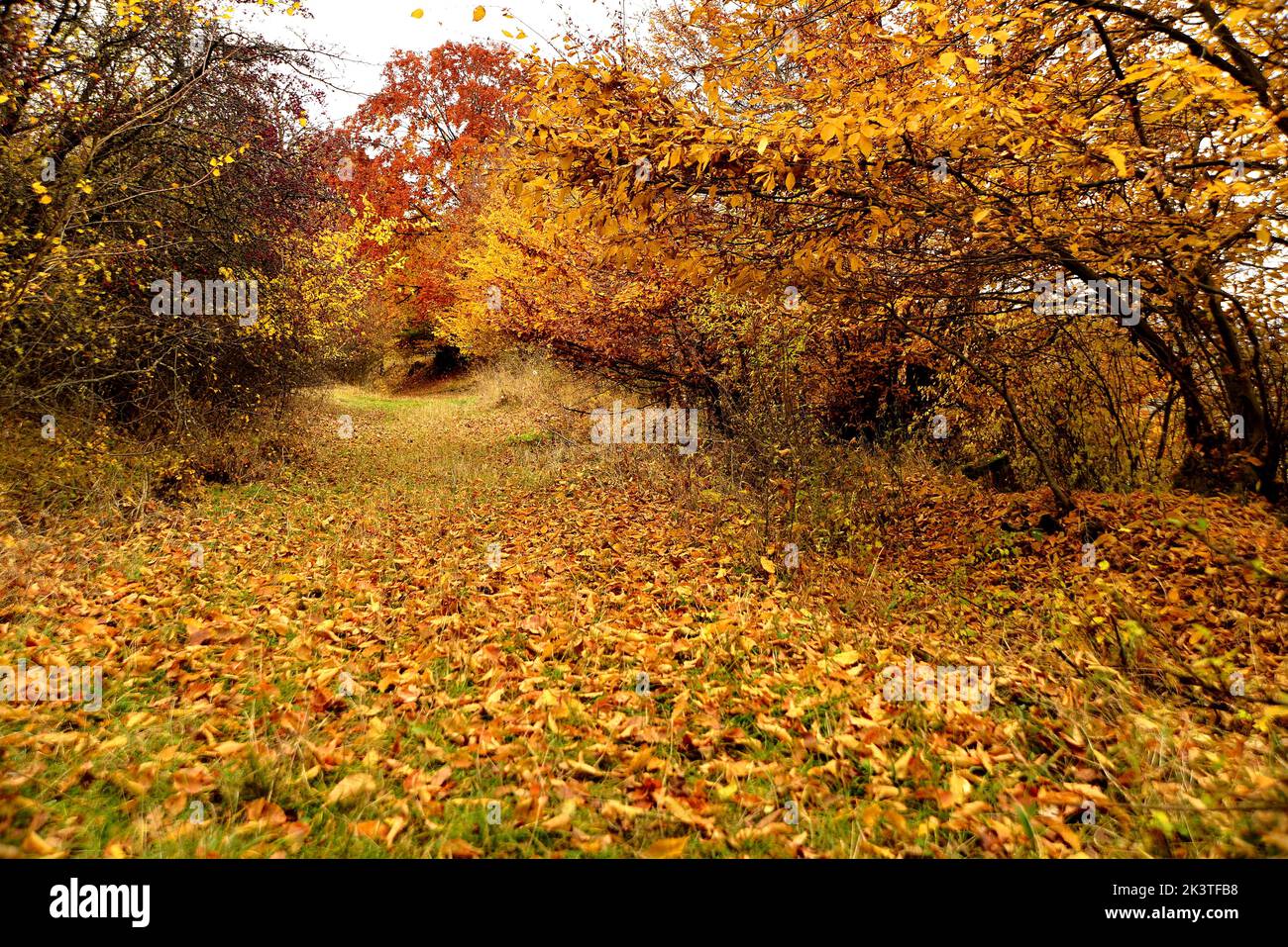 Herbst im Waldweg Stockfoto