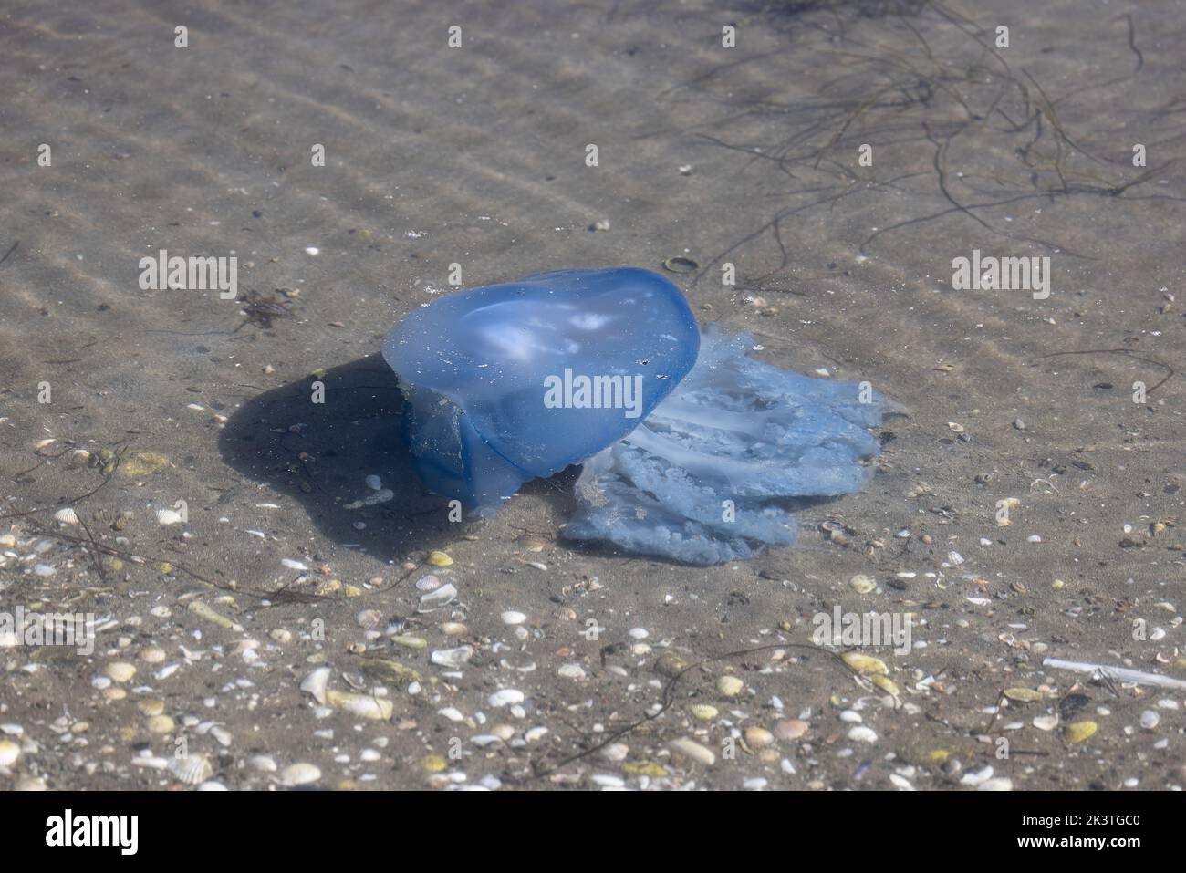 Barrel Qualle Stockfoto