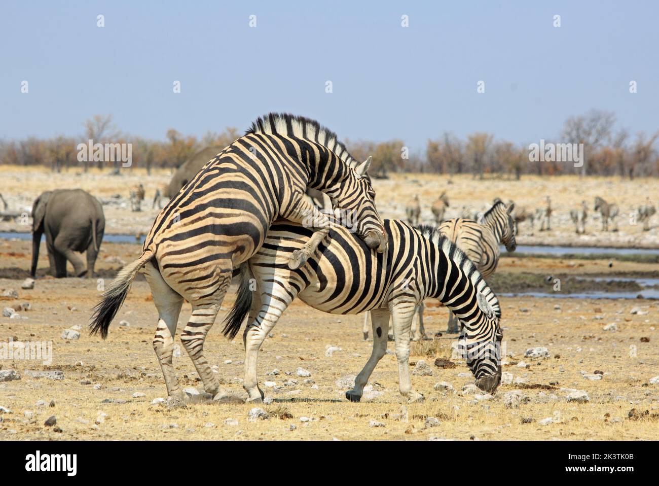 Zebras, die sich in der Nähe des Rietfontein Wasserlochs, des Etosha National Park, Namibia, des südlichen Afrika, paaren Stockfoto