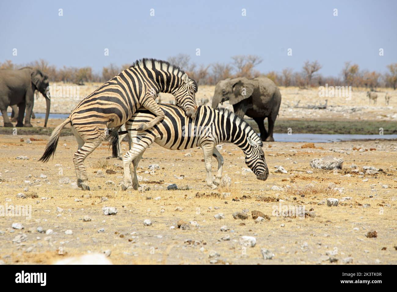 Zwei Zebras paaren sich, während zwei Elefanten im Hintergrund zusehen - mit einem natürlichen Buschhintergrund und einem hellblauen, trüben Himmel. Rietfontein, Etosha National Stockfoto