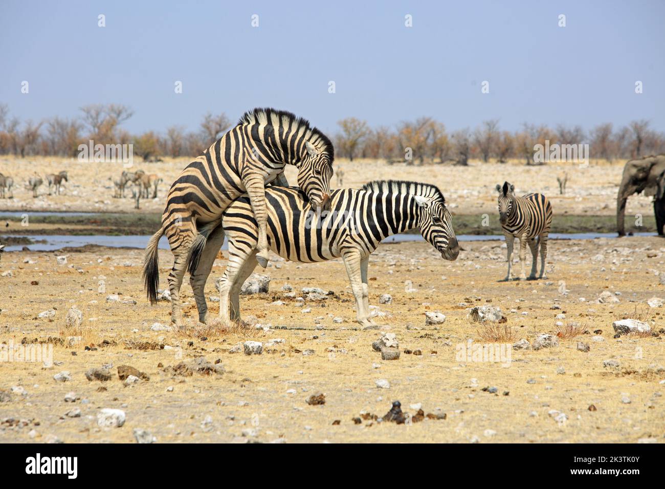 Zebras paaren sich - während ein weiteres Zebra und ein Elefant im Etosha National Park, Namibia, zuschauen Stockfoto
