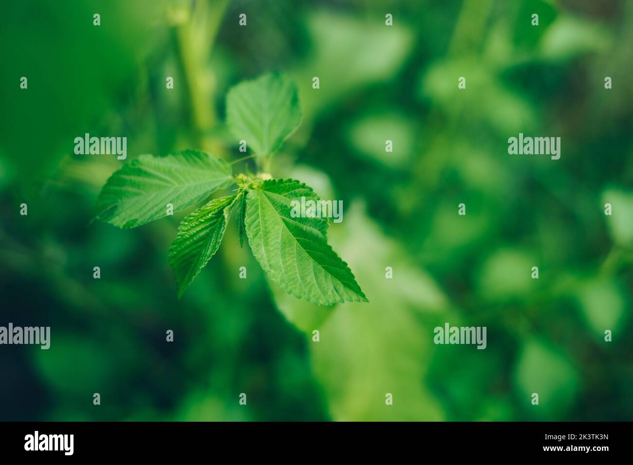 Bio-Juteballow auch als Judschallow oder Nalta-Jutepflanze bekannt - primäre Quelle von Jutefasern und AKA Superfood mit zahlreichen gesundheitlichen und medizinischen Vorteilen Stockfoto