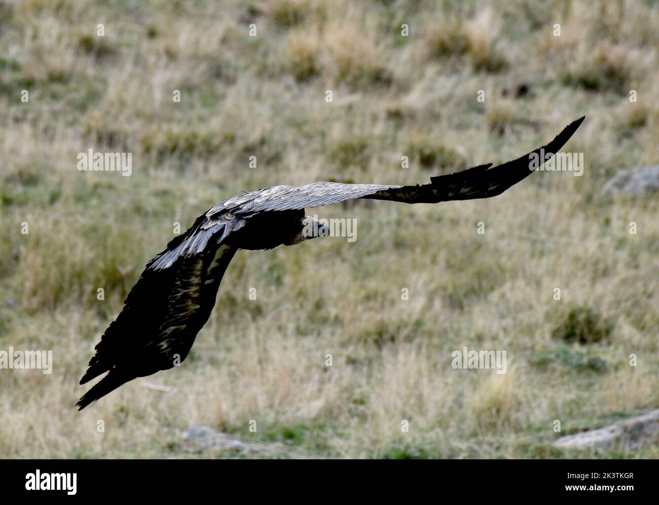 Griffon-Geier fliegen auf dem Col du Pourtalet, Vallee D'Ossau in den pyrenäen an der Grenze zu Frankreich und Spanien. Stockfoto
