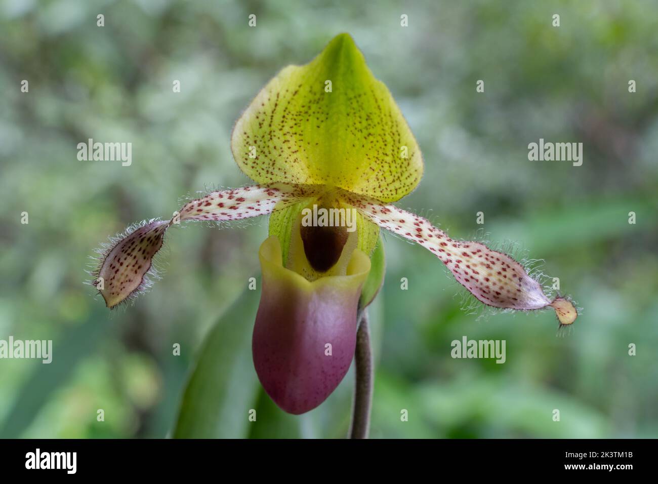 Nahaufnahme der bunten gelb-grünen und lila Dame Slipper Orchidee paphiopedilum moquetteanum (Arten) Blume auf natürlichem Hintergrund isoliert Stockfoto