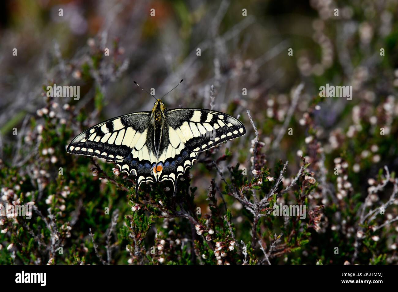 Schwalbenschwanzschmetterling Papilio machaon auf wilder Heide Stockfoto