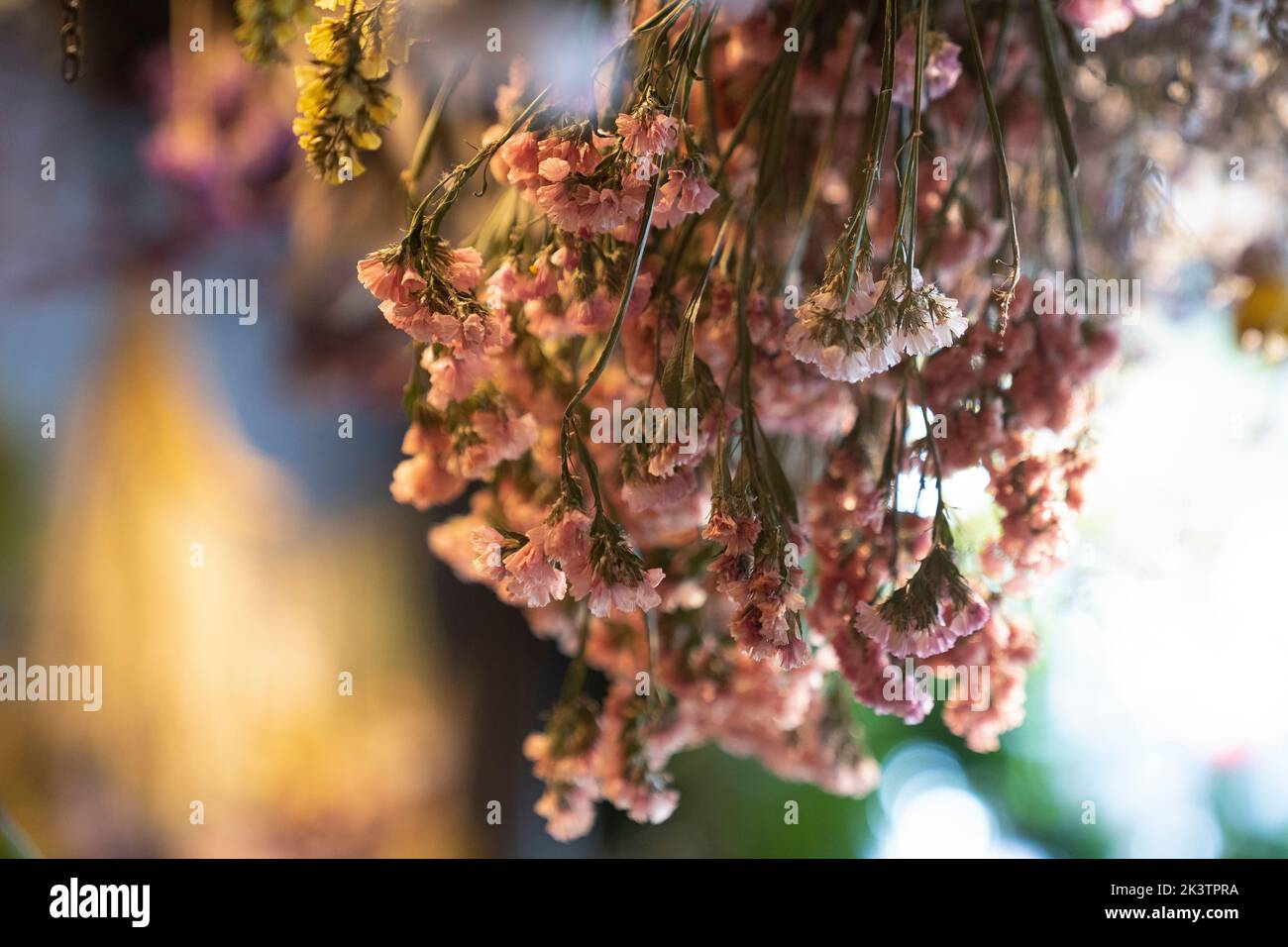 Strauß pastellfarbener trockener Blumen im Einrichtungsgeschäft Stockfoto