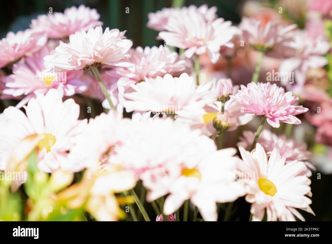 High-Key-Foto von Blumen, wie sie im Garten gefunden Stockfoto