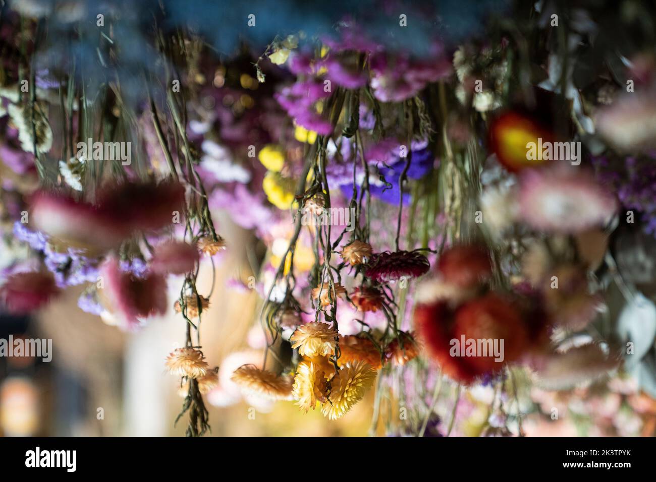 Ein paar gedeckte Farben getrocknete Blumen Stockfoto