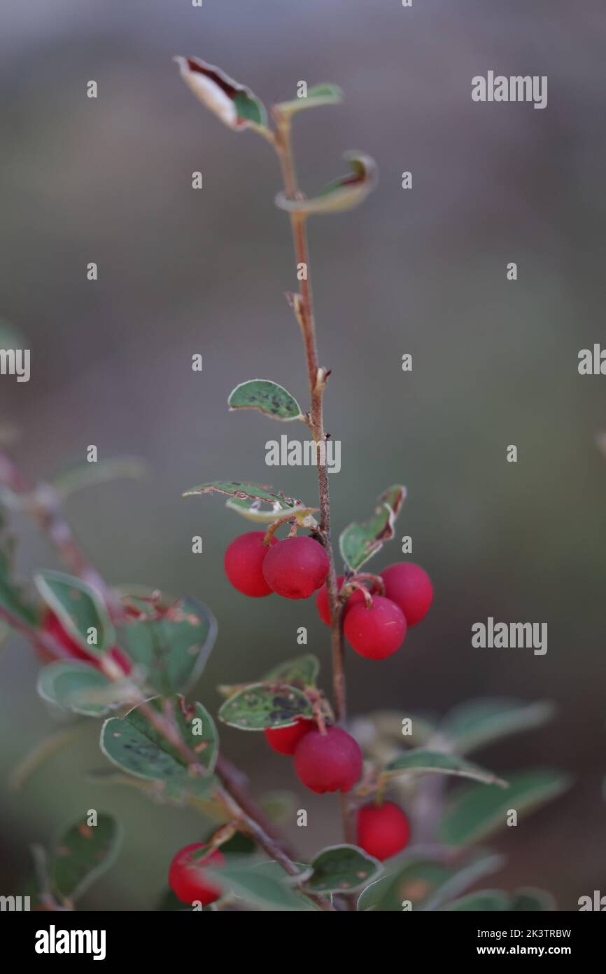 Gewöhnlicher Cotoneaster-Strauch mit roten reifen Früchten Stockfoto