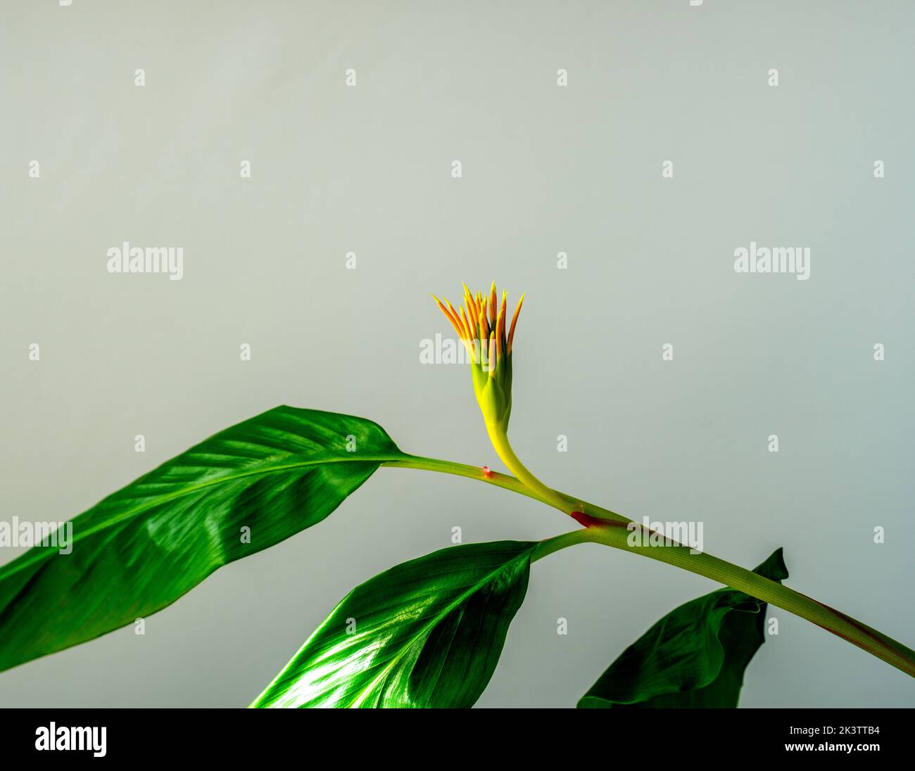 Blütenknospe der Himalaya-Kaheli-Ingwerlilie (hedychium) Stockfoto