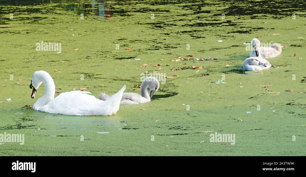Mute Swan Vogel und Cygnets schwimmen in grünen Algen bedeckt stagnierendes Wasser im See während des heißen Sommers 2022 Hitzewelle Wetter Suffolk East Anglia England Großbritannien Stockfoto