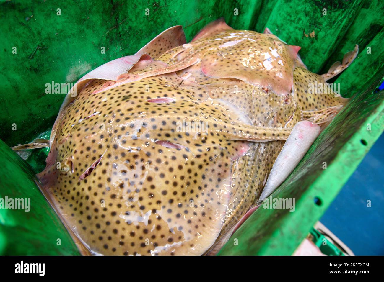 Ein gefleckter Strahl im Hafen von Newlyn in Cornwall, Großbritannien Stockfoto