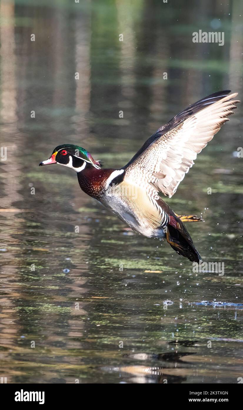 Männliche Holzente im Flug Stockfoto