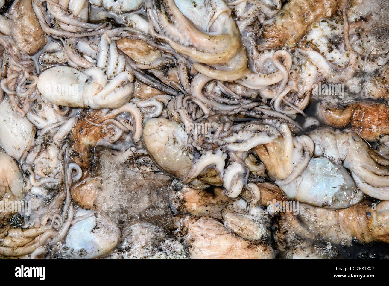 Cuttle Fish im Hafen von Newlyn in Cornwall, Großbritannien Stockfoto