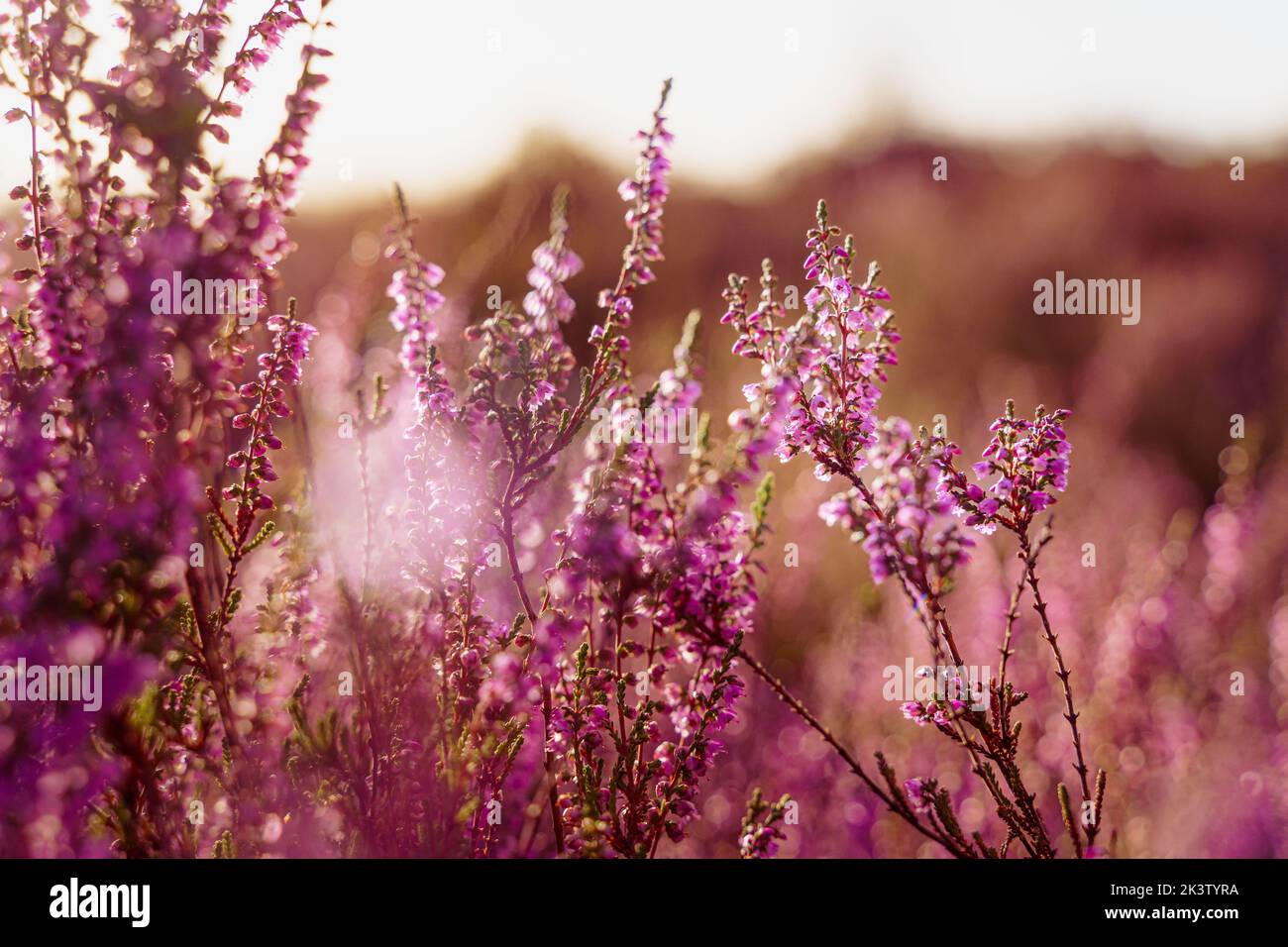 Lila gemeinsame Heidekraut (Calluna vulgaris) Blühende Heidekraut Feld in den Niederlanden Nationalpark, Blumenwiesen im August Stockfoto