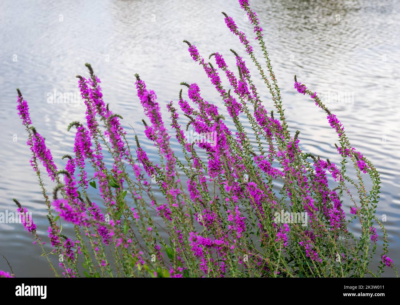 Uferlandschaft mit einer violetten Blüte vor der Wasseroberfläche Stockfoto