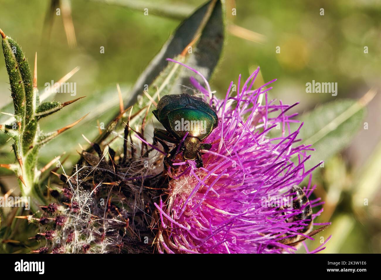 Nahaufnahme eines Käfers auf einer Blume auf verschwommenem Hintergrund Stockfoto