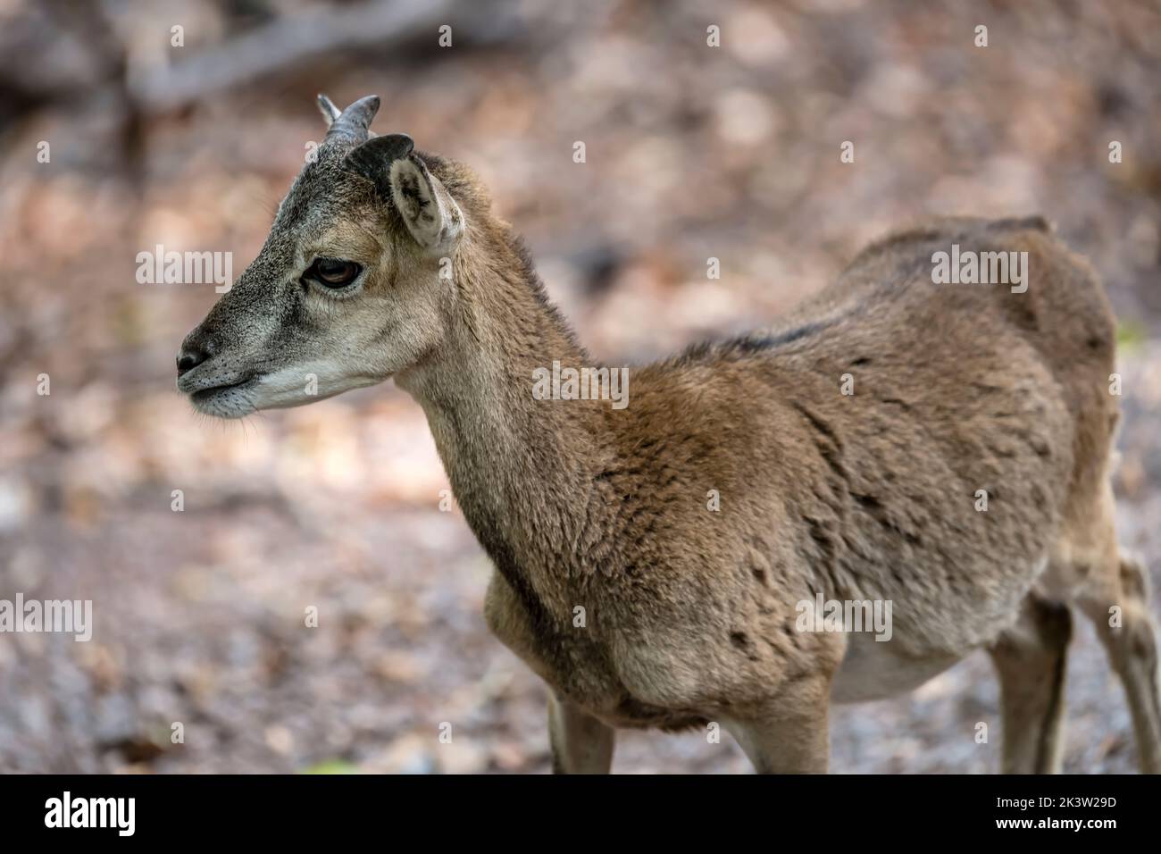 Kopf des jungen Mufflons, gedreht im Naturpark bei Stuttgart, Baden Wuttenberg, Deutschland Stockfoto