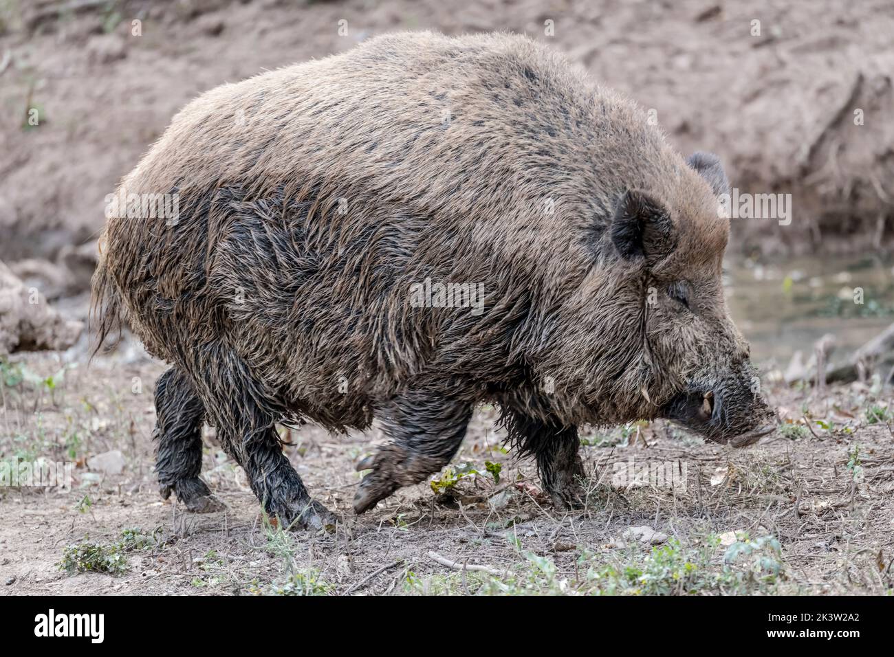 Wildschweinspaziergängen, geschossen im Naturpark bei Stuttgart, Baden Wuttenberg, Deutschland Stockfoto