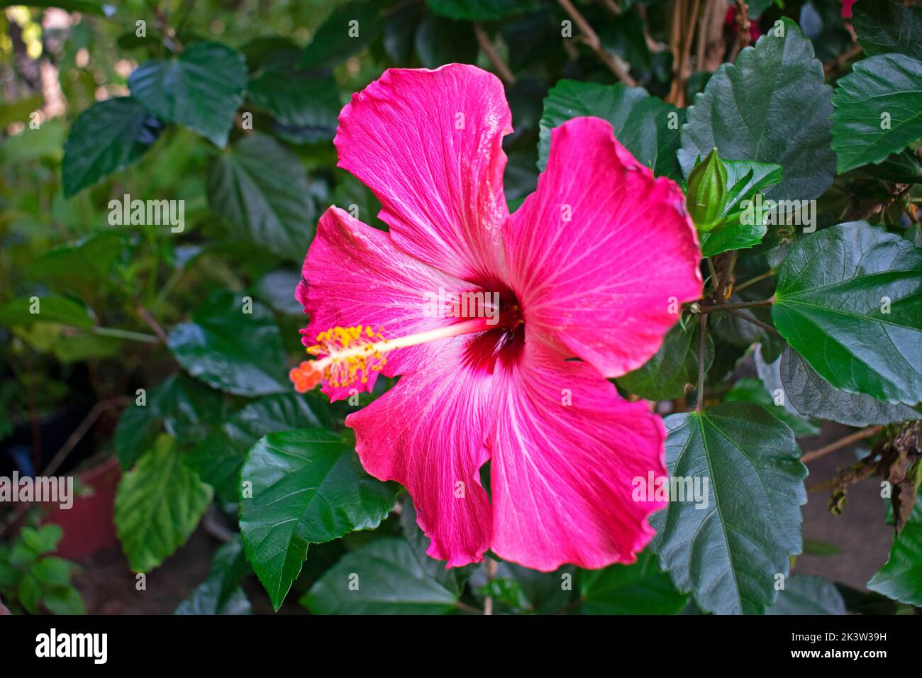 Einzeln.große, rosa Hibiskusblüten auf einem verschwommenen Hintergrund aus grünen Blättern -14 Stockfoto
