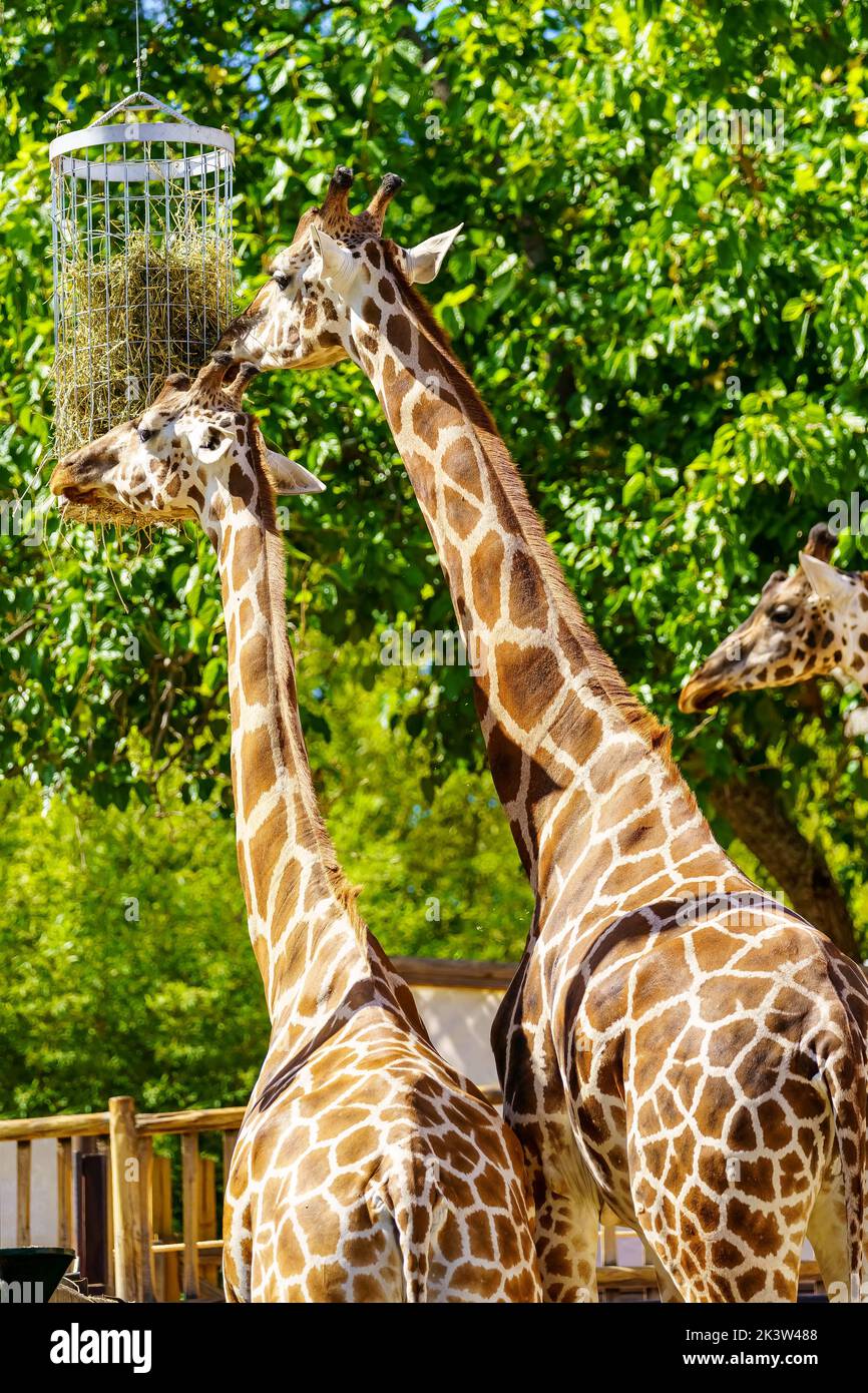 Zwei sehr hohe Giraffen, die in einem Korb mit Bäumen um Nahrung wetteifern. Stockfoto