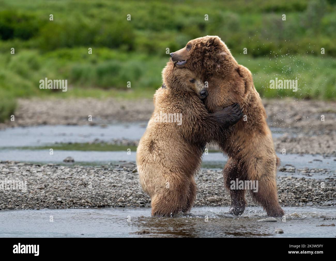 Zwei junge, alaskische Braunbären scheinen sich beim Kampfspiel am Ufer des Mikfik Creek im McNeil River State Game Sanctuary and Re zu umarmen Stockfoto