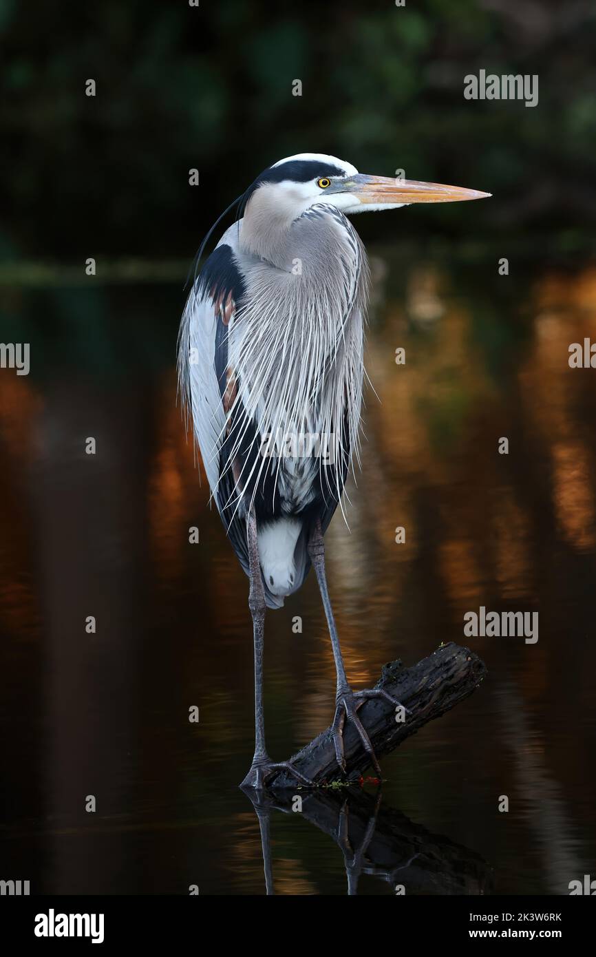 Großer Blaureiher wartet geduldig. Im Zentrum Floridas Stockfoto