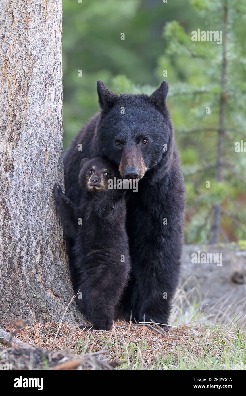 Mama Bear und ihr Junge im Yellowstone National Park Stockfoto