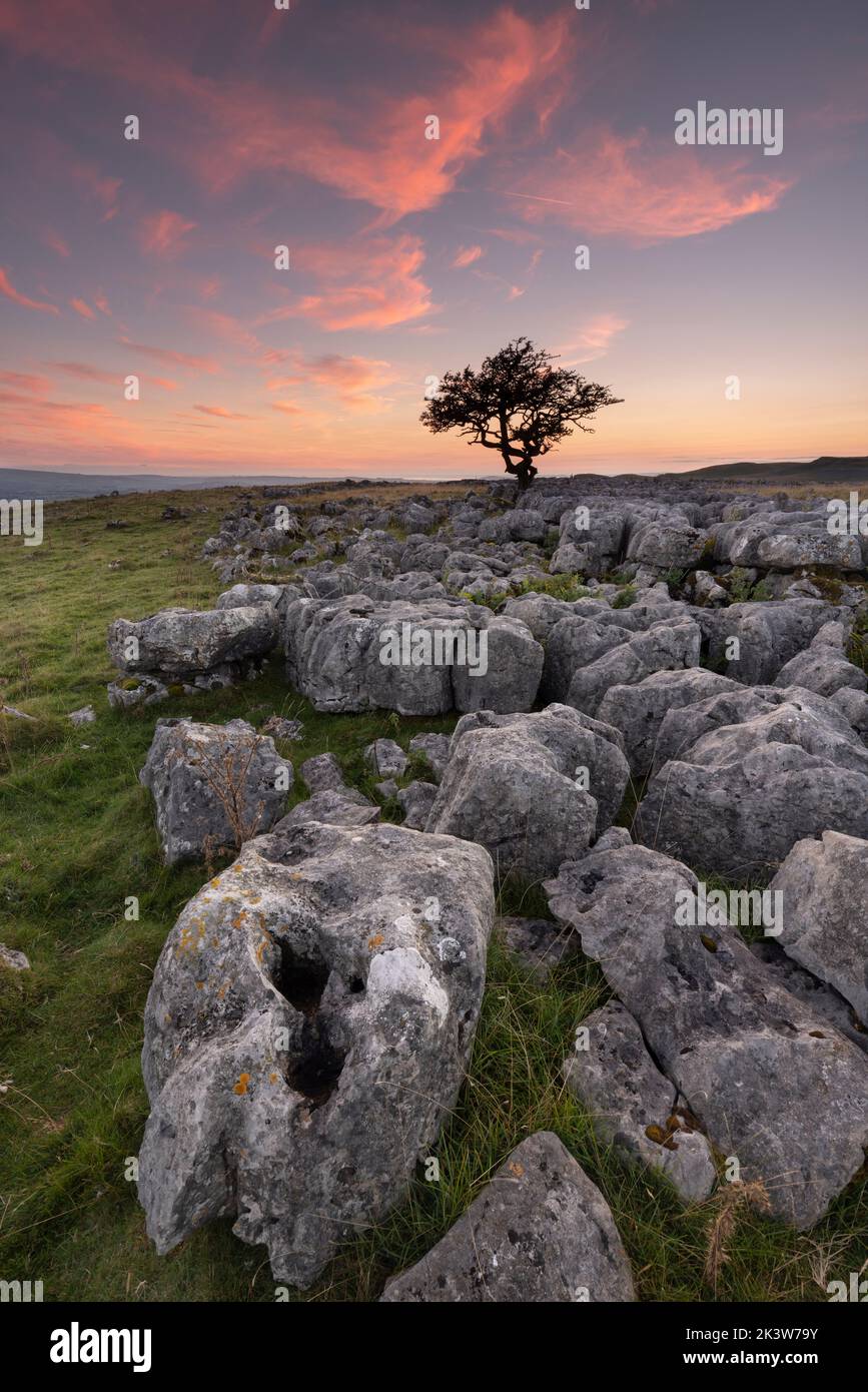 Dramatischer Sonnenuntergang über einem einäuglichen Baum am Twistleton Scar End, in der Nähe des Dorfes Ingleton in den Yorkshire Dales, Großbritannien Stockfoto