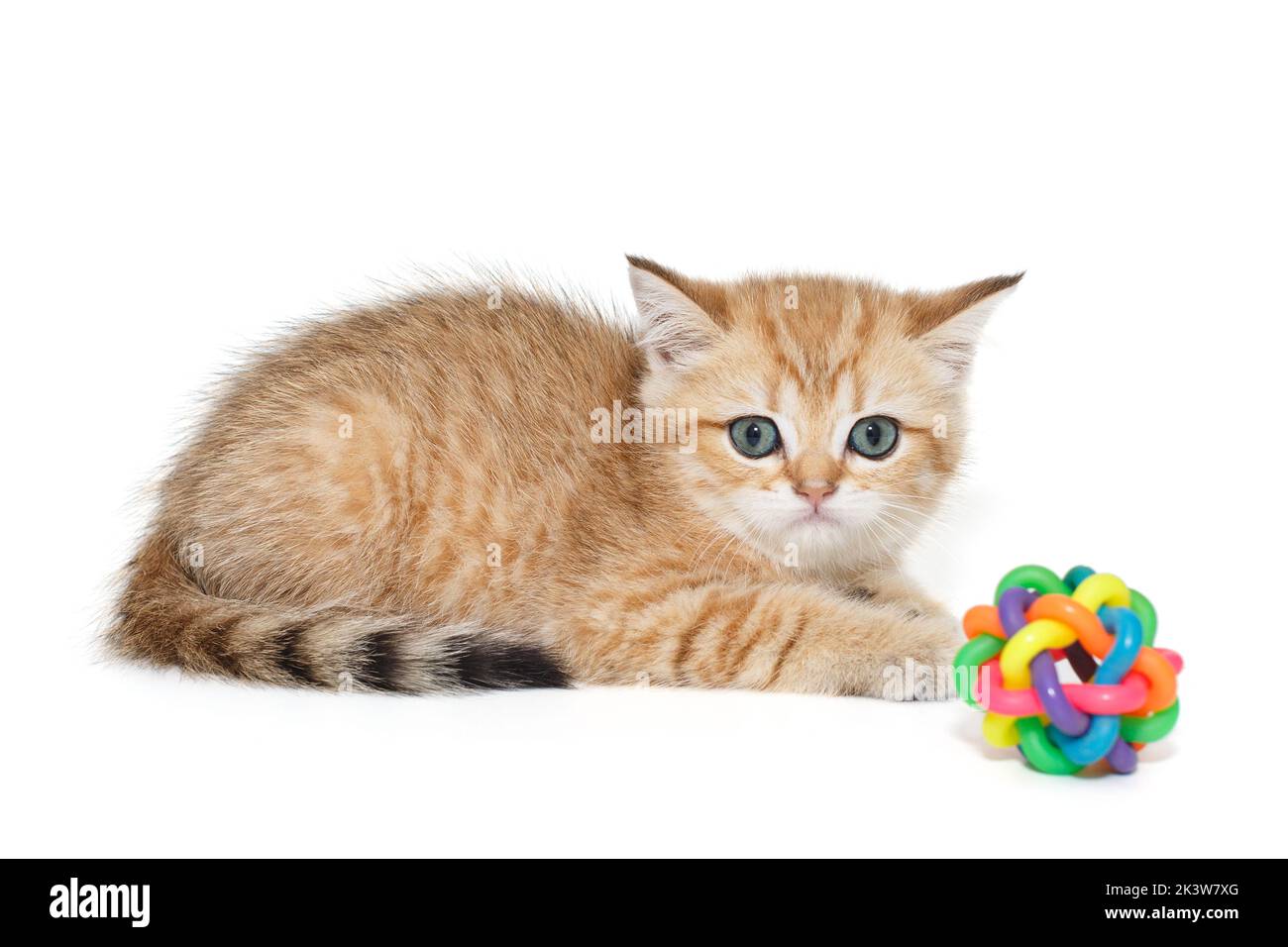 Schottisches Kätzchen und Spielzeugkugel isoliert auf weißem Hintergrund Stockfoto