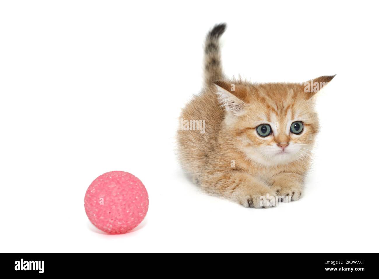 Schottische Falte Kätzchen und Spielzeugkugel isoliert auf weißem Hintergrund Stockfoto