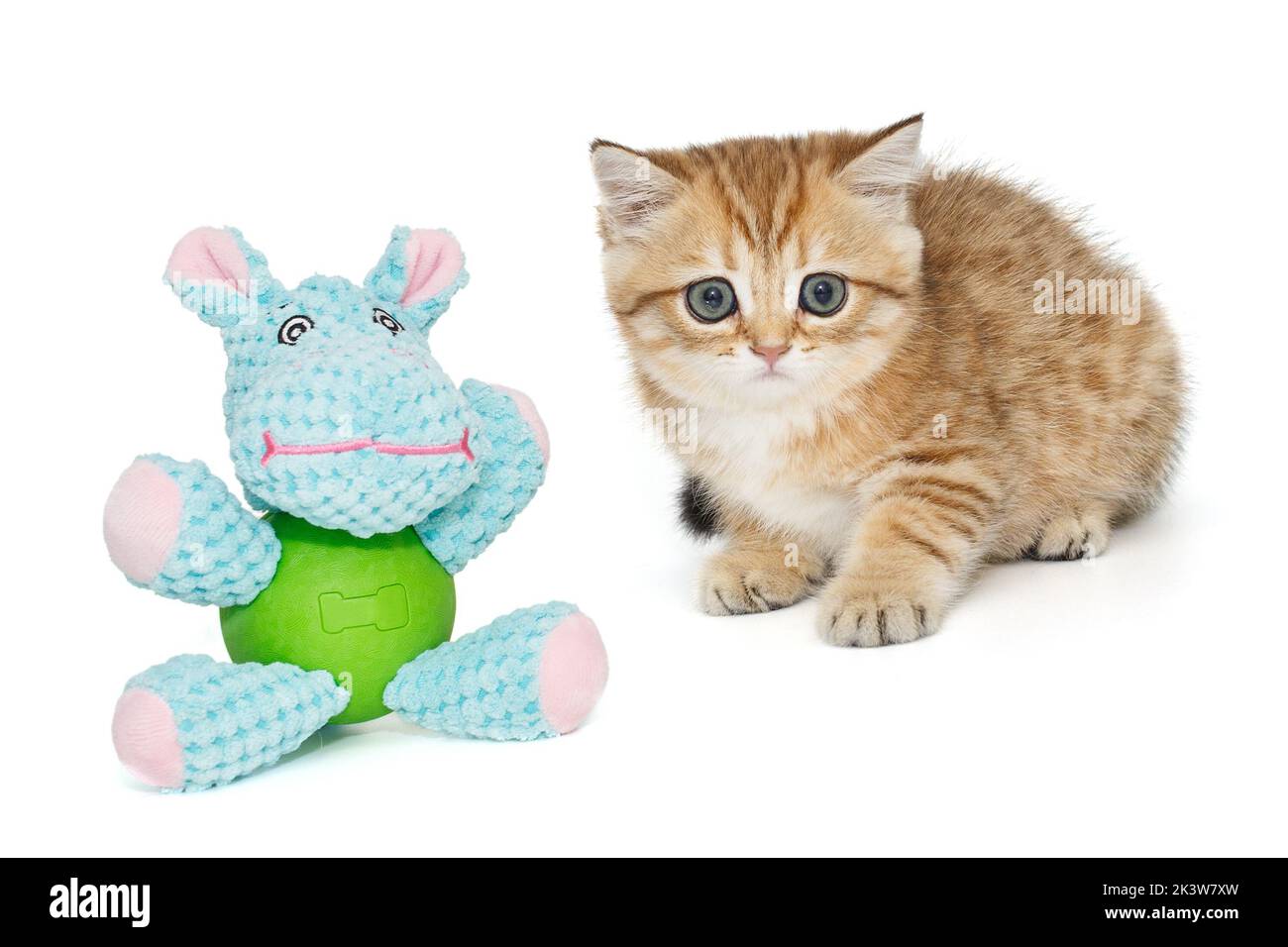 Schottisches Faltenkätzchen und Hippo-Spielzeug isoliert auf weißem Hintergrund Stockfoto