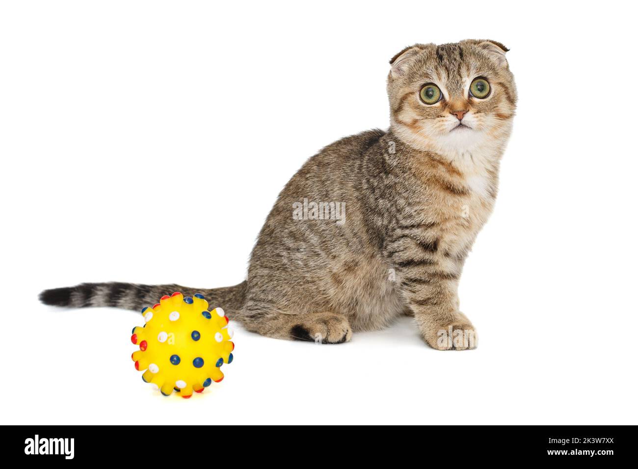 Schottische Falte Kätzchen und Spielzeugkugel isoliert auf weißem Hintergrund Stockfoto