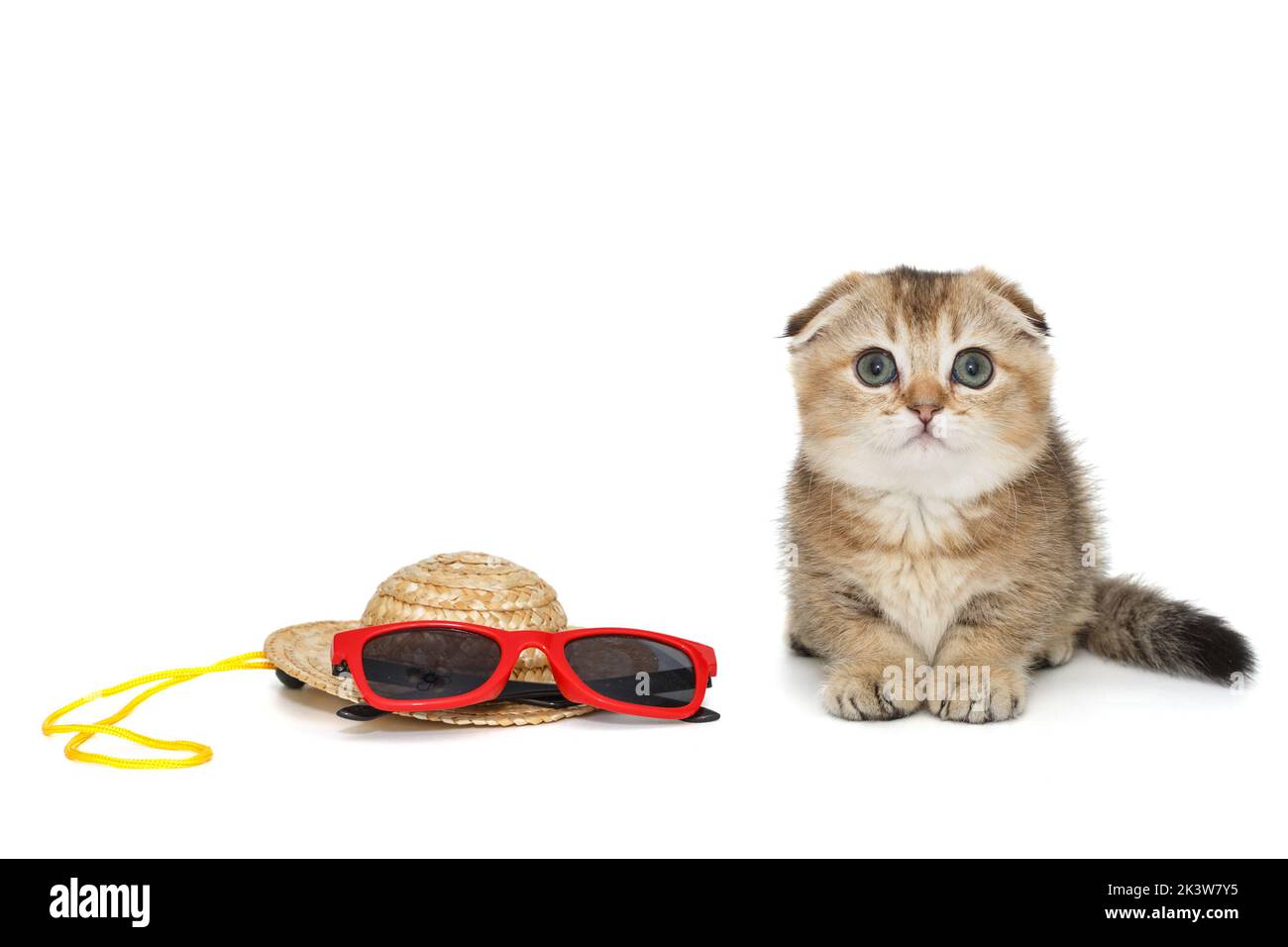 Schottisches Faltenkätzchen und Sommer-Accessoires, isoliert auf weißem Hintergrund Stockfoto