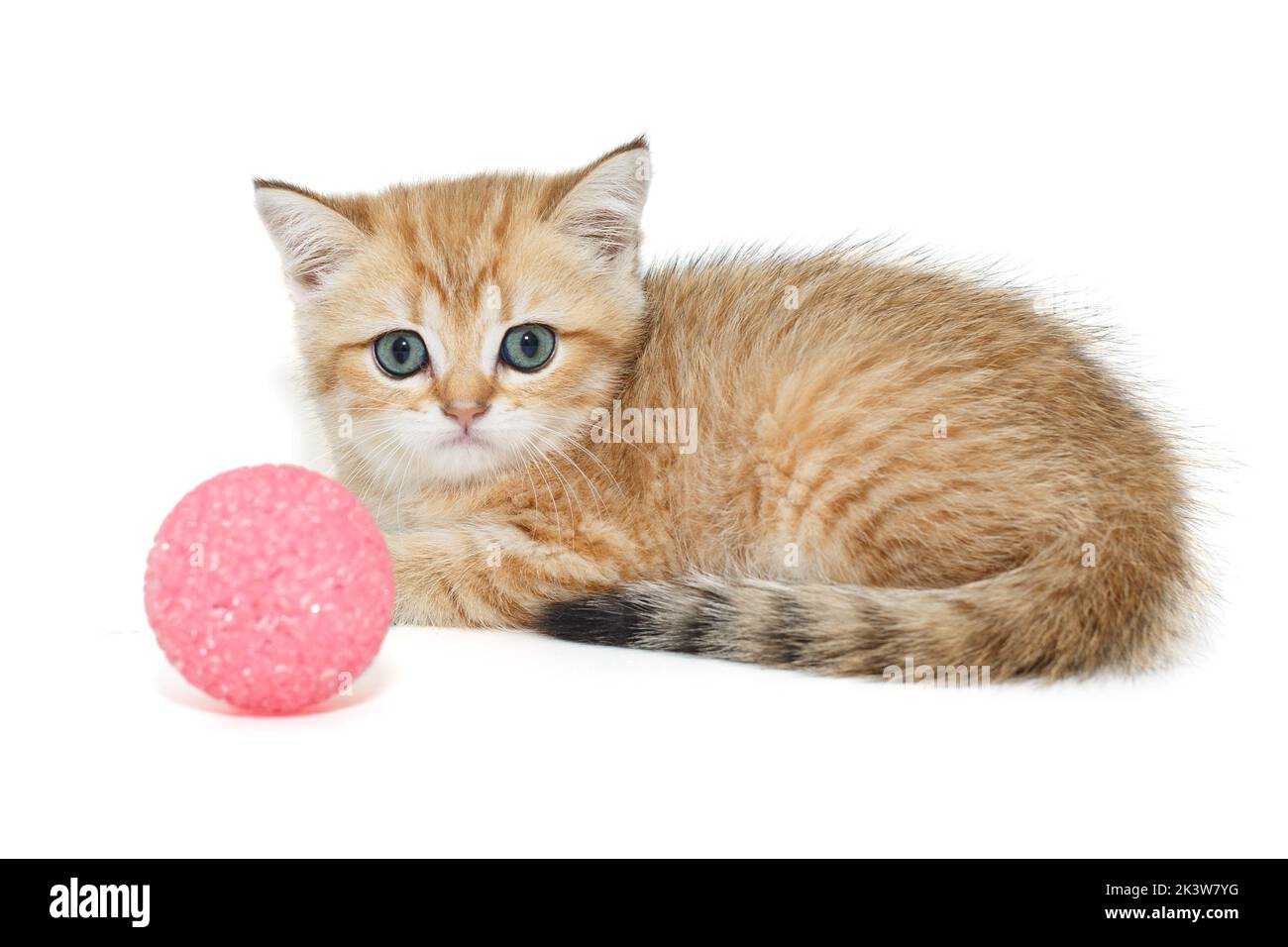 Schottische Falte Kätzchen und Spielzeugkugel isoliert auf weißem Hintergrund Stockfoto